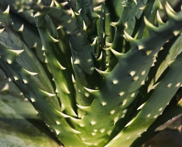 Magalie Noé Energéticienne témoignage Emilie F