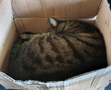 Cat-in-a-box😊