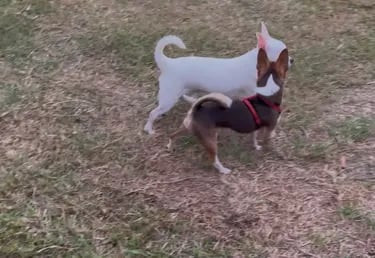 Buddy and Artie—AKC Louisiana Chihuahua boys, standing together in grass