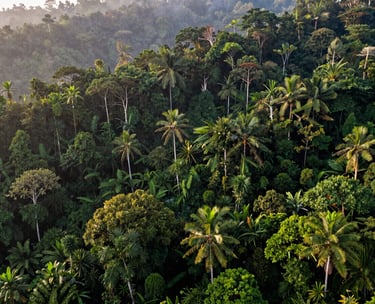 A wide-angle landscape shot of a lush, thriving Indonesian tropical rainforest canopy at dawn, misty atmosphere, vibrant shades of dark green and forest green.
