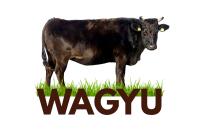 Raza WAGYU
