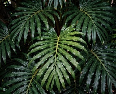 A close-up photograph of lush, green tropical foliage in the Caribbean / Anglophone Caribbean, with soft sunlight filtering through leaves, creating a sense of calm and natural growth.