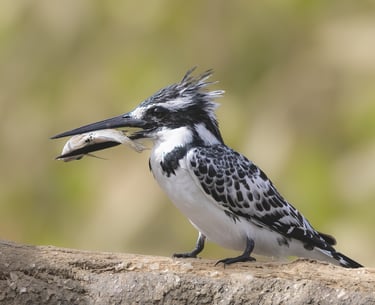 Foto van een Pied Kingfisher, een elegante wit-zwarte ijsvogel bekend om zijn duikvaardigheden en he