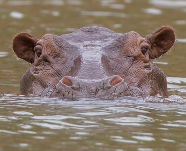 Foto van een nijlpaard, een groot en indrukwekkend zoogdier, bekend om zijn massieve lichaam en leve