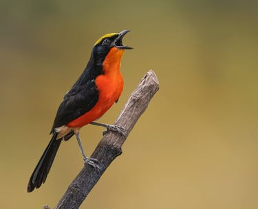Foto van een Yellow-crowned Gonolek, een kleurrijke vogel met een opvallende gele kruin en een zwart