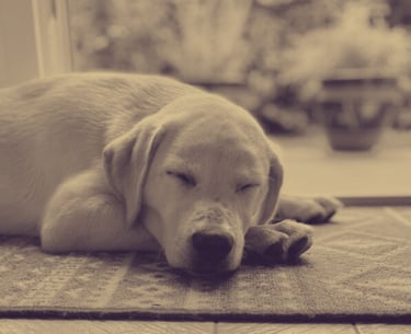 Massage chien relaxation