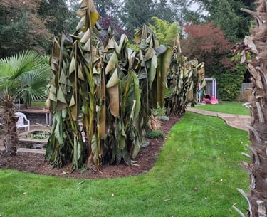 Banana Palms after first freeze