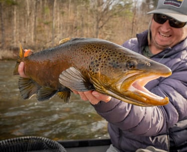 Big South Holston River Brown Trout