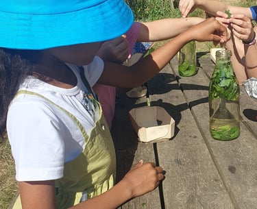 tisane après cueillette au jardin