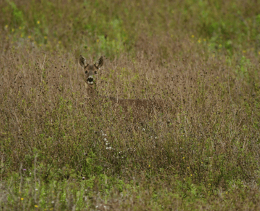 Deer hidden in tall grass