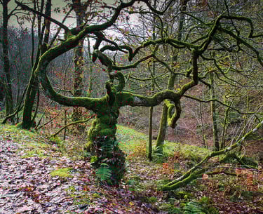 trees in character in their woodland setting at photo dave