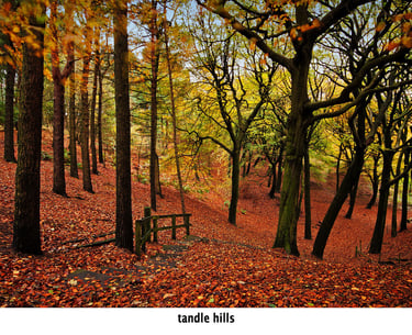 autumn at tandle hills country park leaves and trees