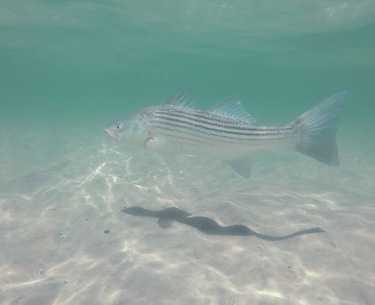 Striped bass released