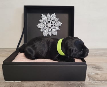 Chiot Diamants Noirs d'Also