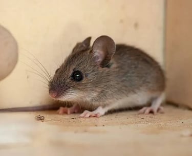 House Mouse