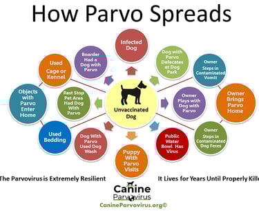 how parvo spreads in the environment