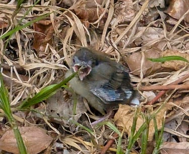 rescued a small birdin the forest during our road trip