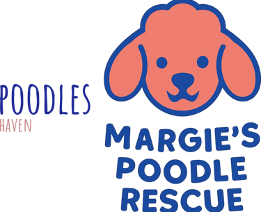 Margie's mini poodle and toy poodle rescue