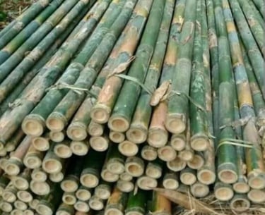 kayu bambu
