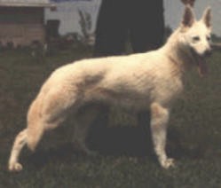 Historique du berger blanc suisse white shepherd Hoofprint Clementine