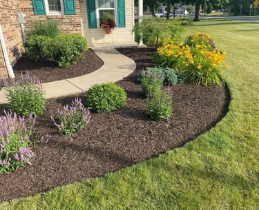 Residential front yard landscaping featuring fresh dark mulch, purple salvia flowers, and yellow daylilies along a curved