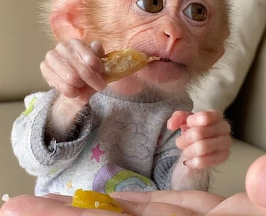 Close-up image of a pigtail monkey with clear eyes and healthy coat