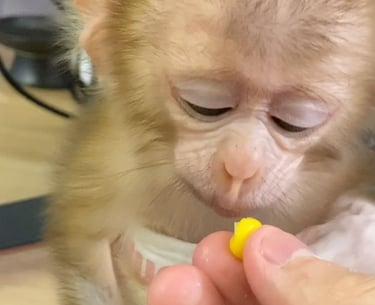 A peaceful pigtail monkey resting on a cozy hammock inside the sanctuary’s shaded shelter.
