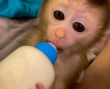 Pigtail monkey