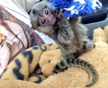 Close-up image of a marmoset monkey showing natural features