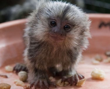 Calm marmoset monkey sitting on a natural perch