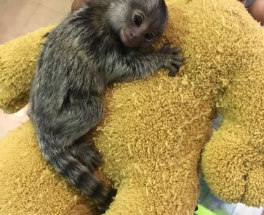 Marmoset monkey displaying alert and curious behavior