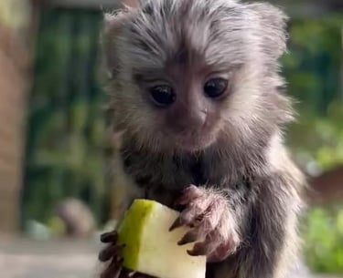 Healthy marmoset monkey in a professionally maintained space