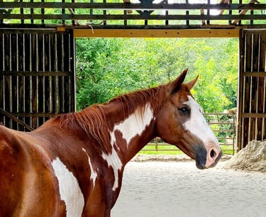 Health Vibes - Horses have similar behaviors as humans and they're very intelligent 