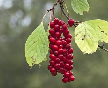 schizandra
