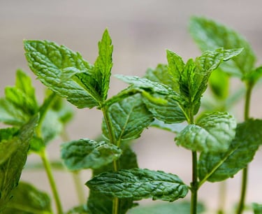 peppermint