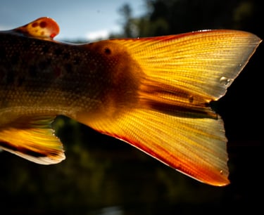 Early morning brown trout are the best!