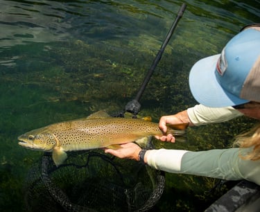 Angler admires big brown trout. 