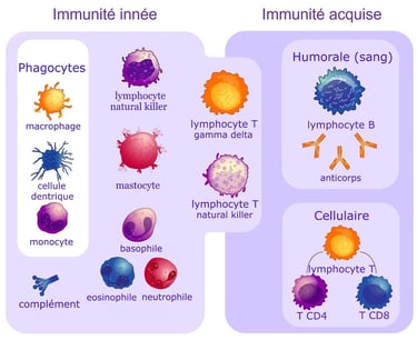 immunité