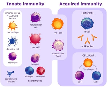 innate and acquired immunity
