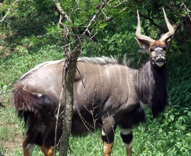 Nyala