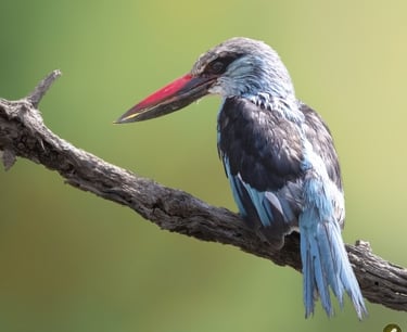 Blue-breasted Kingfisher on a branch | Birding Adventures Gambia