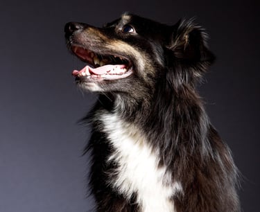 Berger australien Viens Balader mon chien