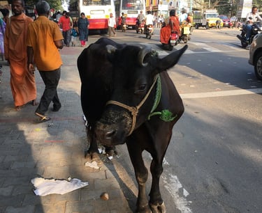 eine Kuh auf einer Straße in Indien - Menschen und Straßenverkehr drum herum