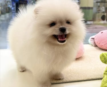 pomeraniaenadopcionespana