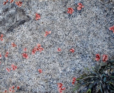 tundra close-up with lichen
