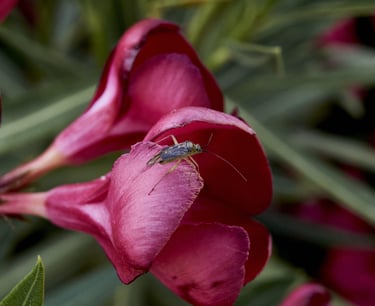 Pequeño insecto en una flor de adelfa