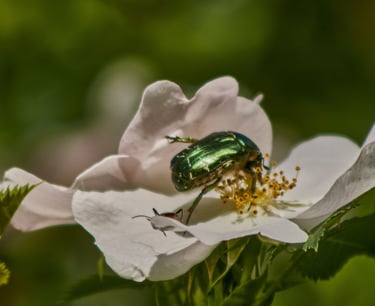 Escarabajo verde metálico en una flor blanca