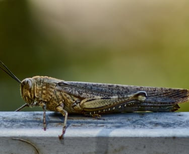 Saltamontes descansando en una barra metálica