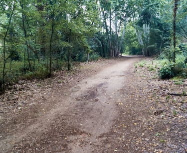 Camino solitario por el bosque