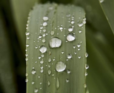 Gotas de rocío en una hoja